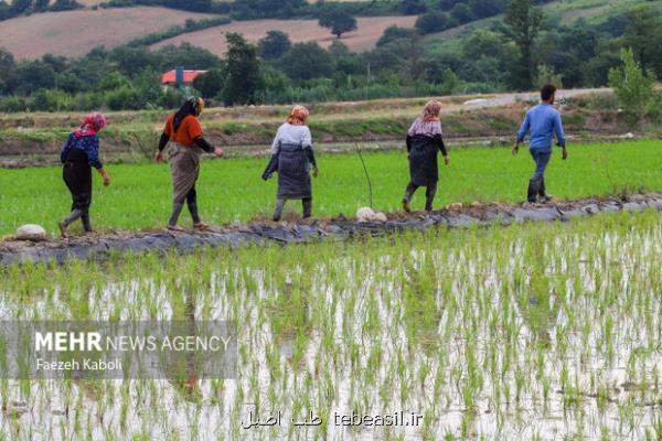 متخصص تغذیه عنوان کرد؛ بررسی خطرات آرسنیک در برنج